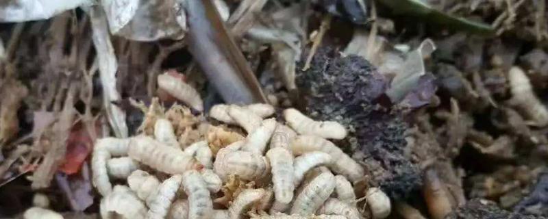 黑水虻養殖利潤與成本，黑水虻的用途