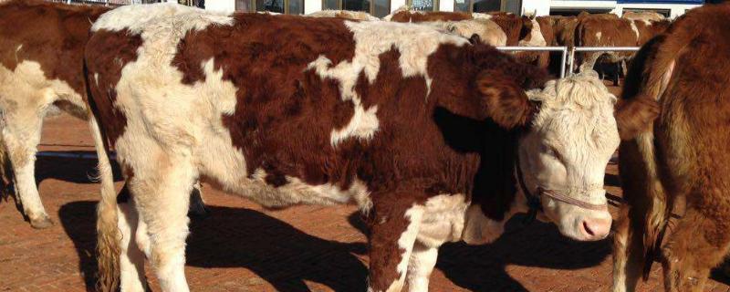 母牛懷孕手摸方法,怎么能看出來?幾個月乳房會變大?