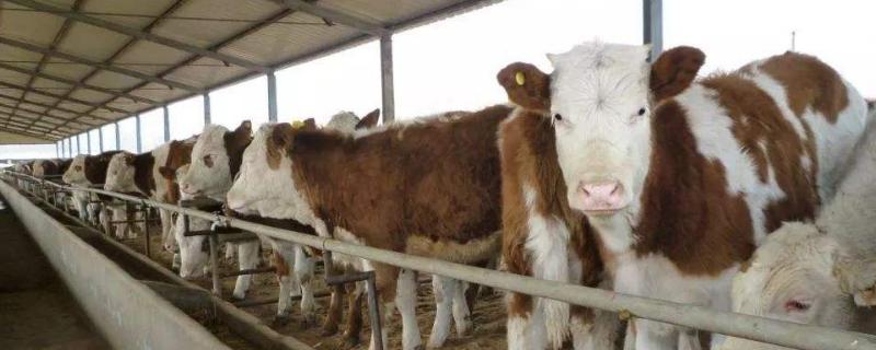 養(yǎng)牛的利潤與成本計(jì)算，這才是真實(shí)利潤及風(fēng)險(xiǎn)