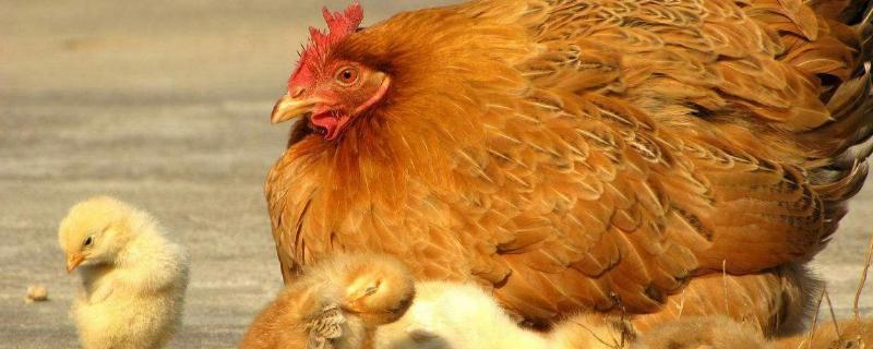 如何養(yǎng)雞才能養(yǎng)好?不生病,多生蛋