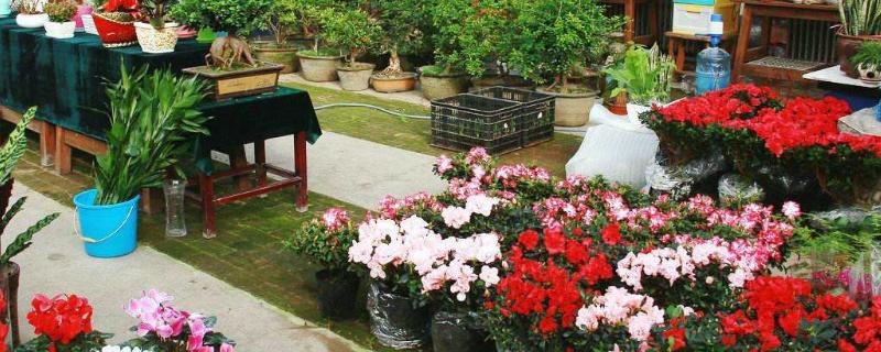 買花送的速效復合肥是真是假？怎么用？