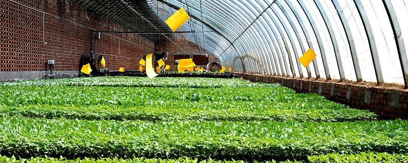 高效農業項目有哪些,高效農業是什么