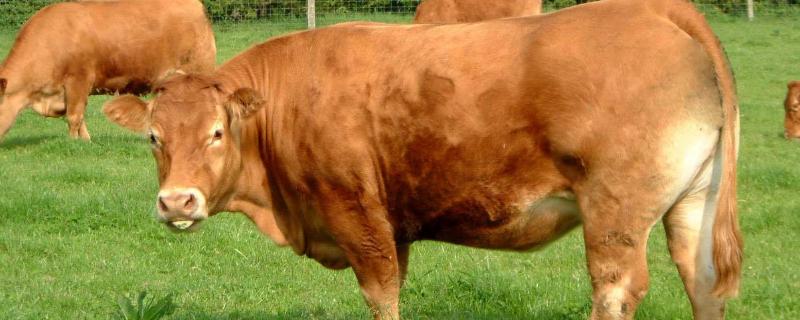 育肥牛的利潤與成本，一頭能掙多少錢