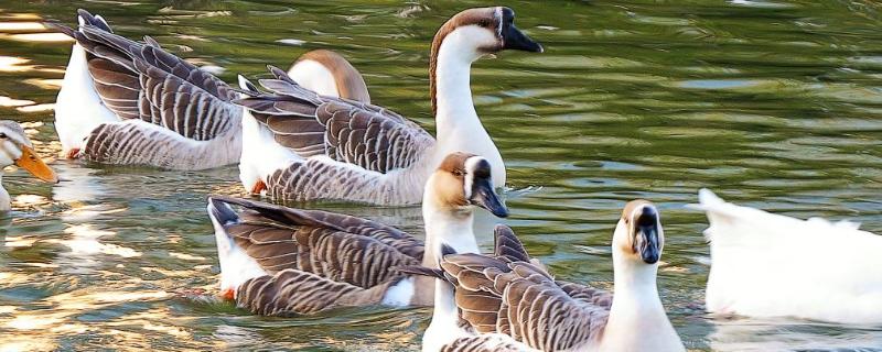 養鵝回收騙局揭秘，一定要謹慎