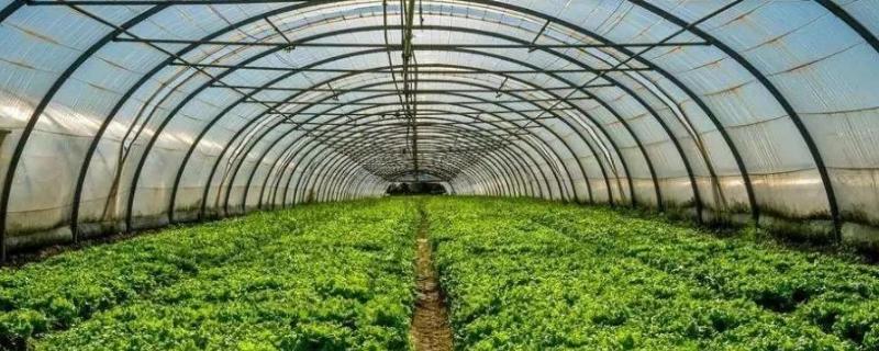 種植大棚蔬菜風(fēng)險(xiǎn)大嗎？賺錢嗎？主要風(fēng)險(xiǎn)點(diǎn)在哪？