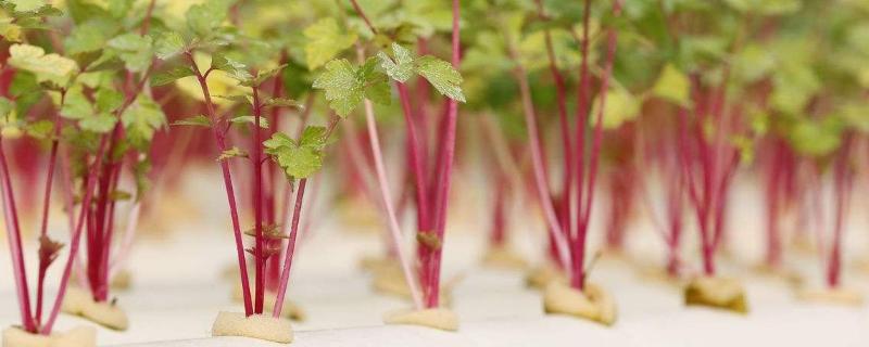 無土栽培一般投入多少？風(fēng)險(xiǎn)大嗎？