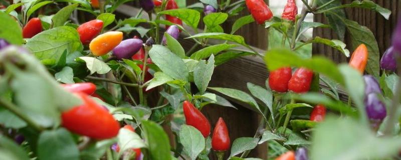 七彩椒怎么種植，什么時間種