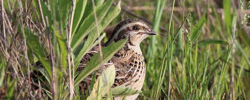 鵪鶉產蛋最高的品種，產蛋期多長時間，產蛋率一般多少