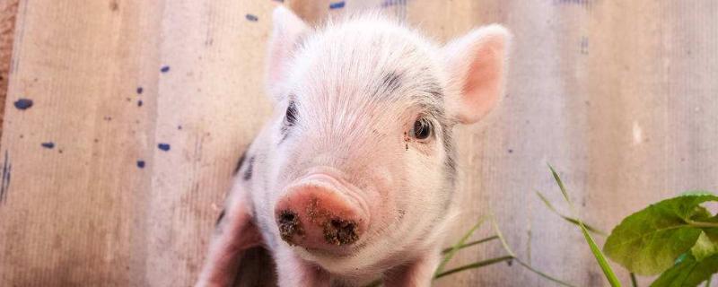 三十斤的小豬多少一頭，一天吃多少料