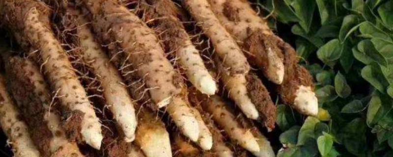 山藥種子怎么種植，多少錢一斤