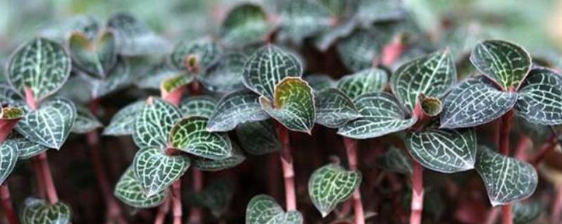 種植金線蓮是騙局嗎？前景如何？賺錢嗎？