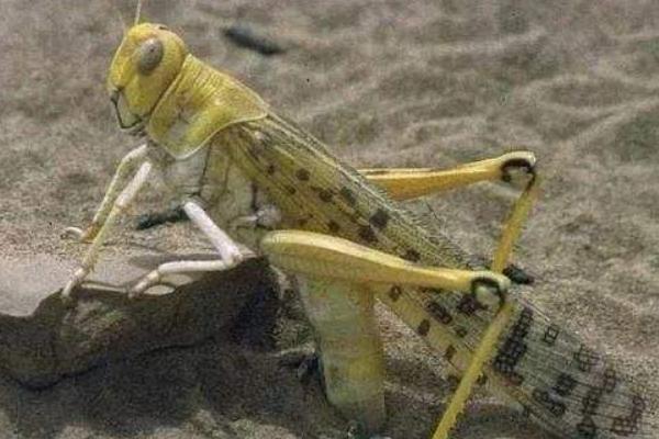 蝗蟲種類圖片介紹