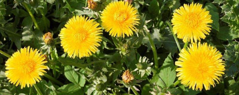 黃花苗怎么吃好吃，附黃花苗的功效與作用