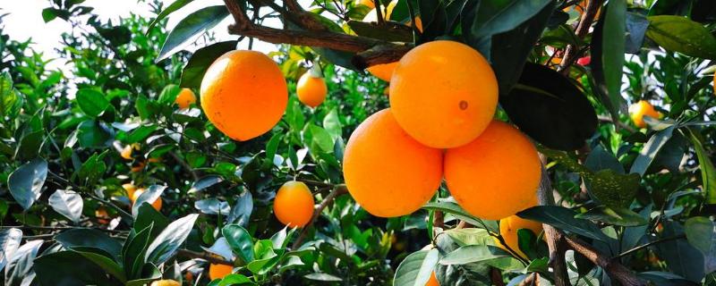 10畝臍橙收入多少，要投入多少，風險大嗎