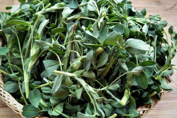 苜蓿芽苗的功效與作用，附常見吃法