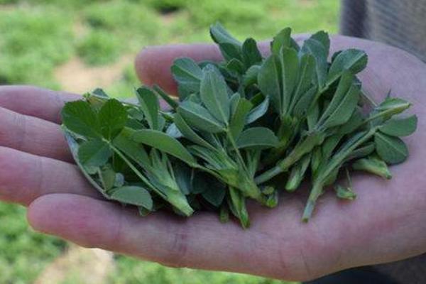 苜蓿芽苗的功效與作用，附常見吃法