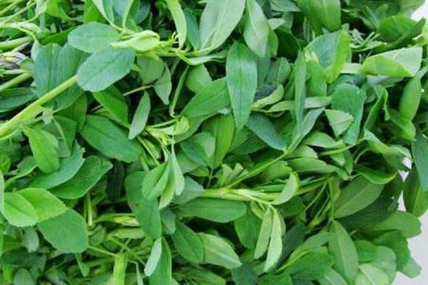 苜蓿芽苗的功效與作用，附常見吃法