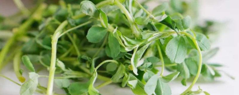 苜蓿芽苗的功效與作用，附常見吃法