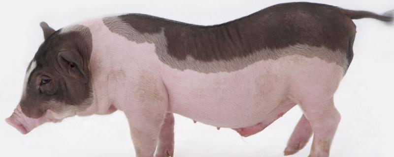 一頭豬的利潤大概有多少，一天吃多少料，成本在多少錢？