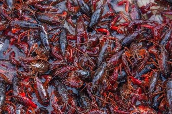 小龍蝦養殖成本，一畝地養蝦要投資多少