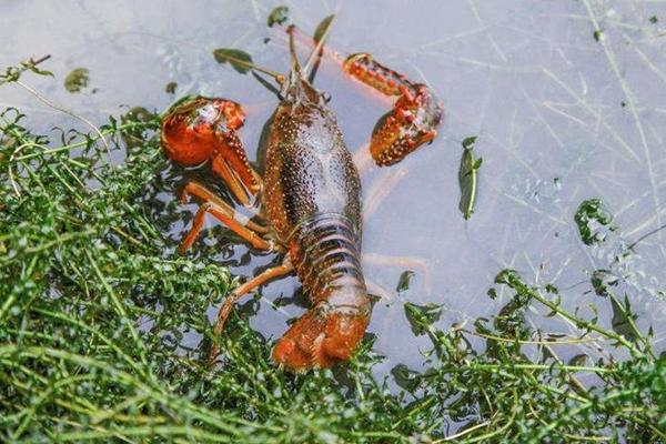 小龍蝦養殖成本，一畝地養蝦要投資多少