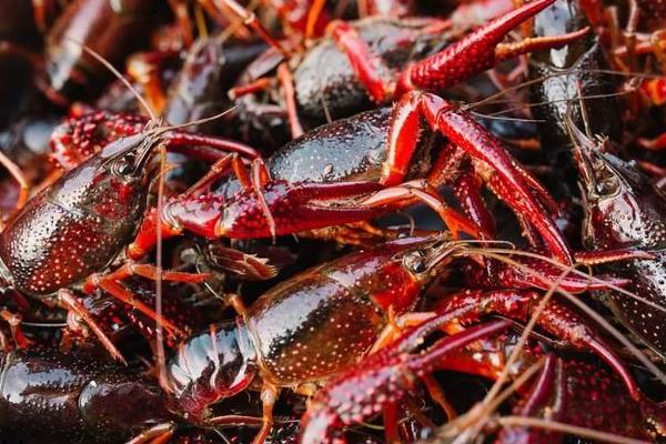 小龍蝦養殖成本，一畝地養蝦要投資多少