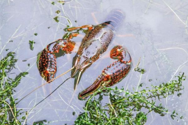 小龍蝦養殖成本，一畝地養蝦要投資多少