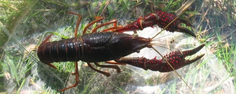 小龍蝦養殖成本,一畝地養蝦要投資多少