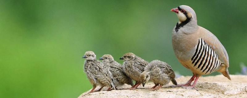 什么養殖業風險小利潤大，本錢少又好養，靠譜有前景