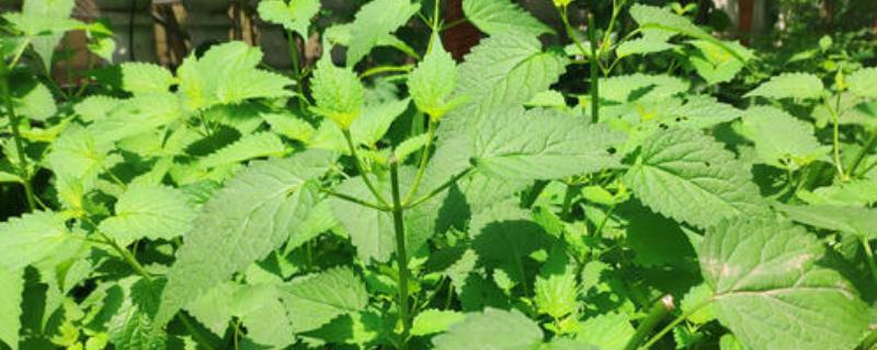 藿香苗怎么吃，有什么好處