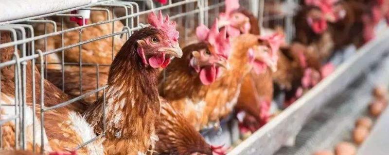 1萬只蛋雞利潤與成本分析