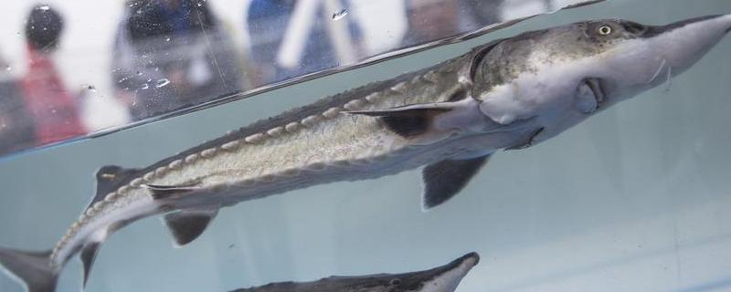 中華鱘在中國市場賣多少一斤，一條一般多重