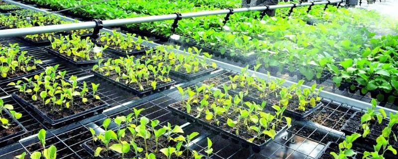 銷路好的短期種植項目有哪些