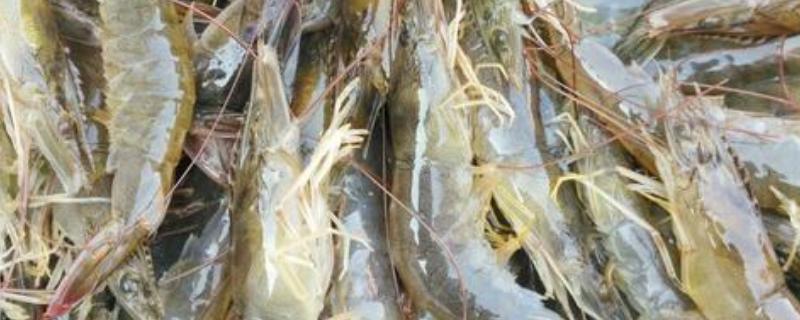 菜場新手賣蝦注意什么，怎么讓蝦不死