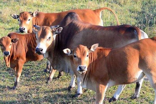 養牛掙錢為什么沒人養,主要原因分析