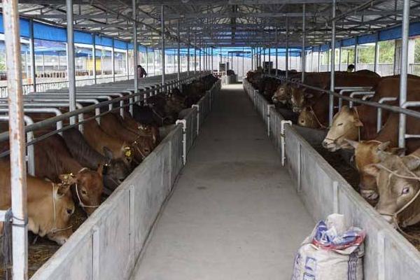 養牛掙錢為什么沒人養,主要原因分析