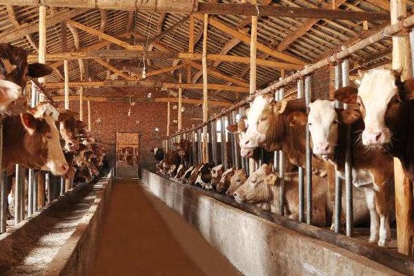 養牛掙錢為什么沒人養,主要原因分析