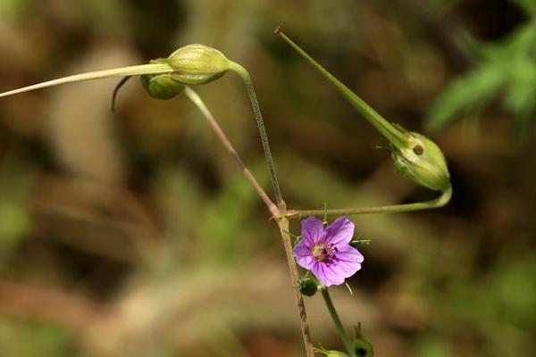 牻牛兒苗的功效，可以食用嗎