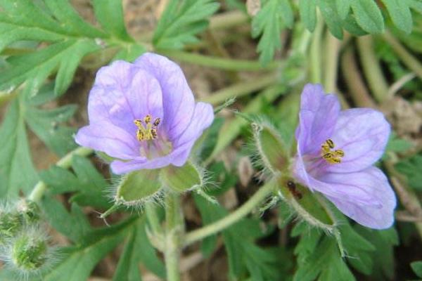 牻牛兒苗的功效，可以食用嗎