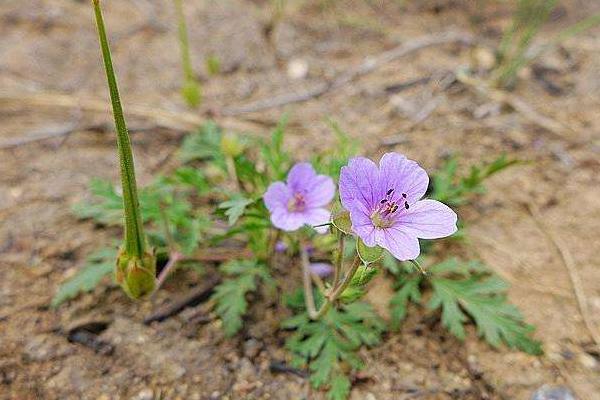牻牛兒苗的功效，可以食用嗎