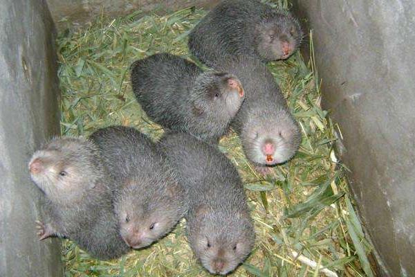 竹鼠種苗多少一對?哪里有售?為什么比商品鼠貴?