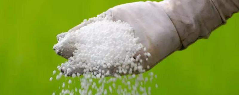 正確施用磷肥的方法，附注意事項