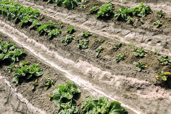 正確施用磷肥的方法,附注意事項(xiàng)