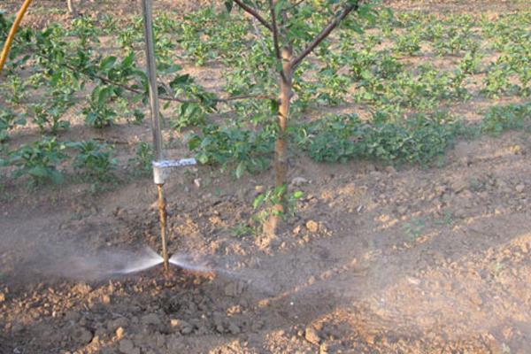 正確施用磷肥的方法,附注意事項(xiàng)