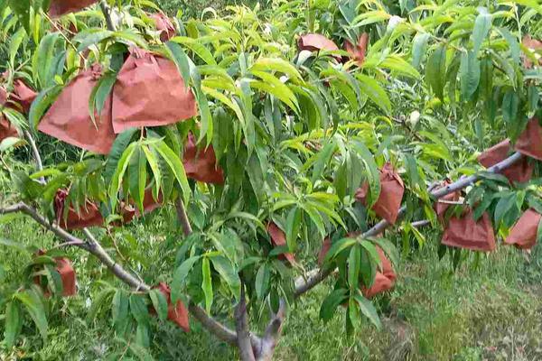 桃子怎么套袋？桃子套袋時間及方法