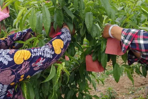 桃子怎么套袋？桃子套袋時間及方法