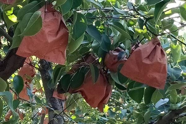 桃子怎么套袋？桃子套袋時間及方法