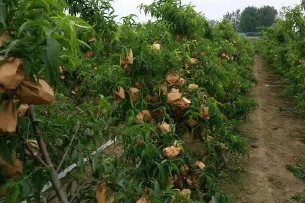 桃子怎么套袋？桃子套袋時間及方法