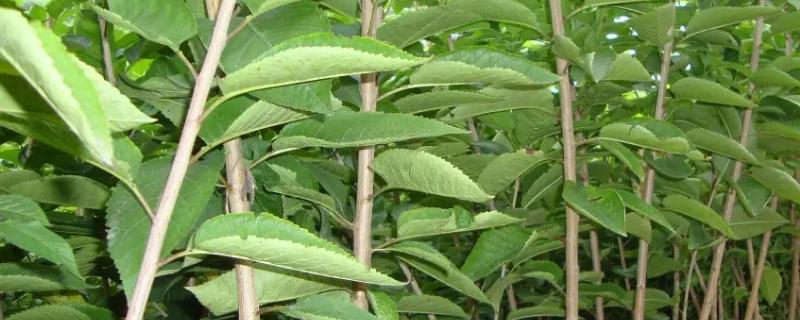 網(wǎng)上買(mǎi)的櫻桃苗能結(jié)果嗎？靠譜嗎？怎么上盆？