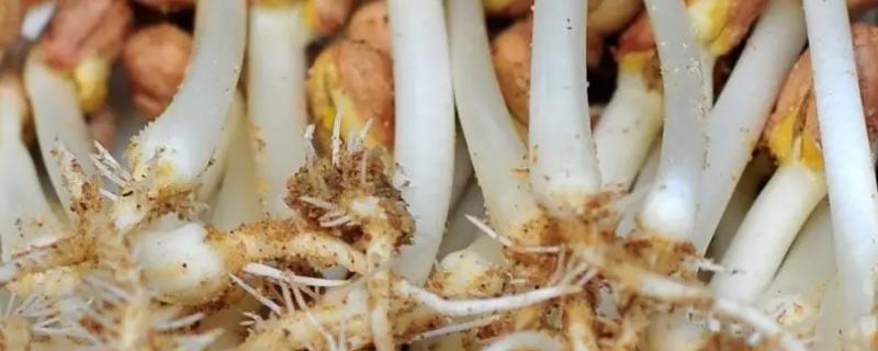 花生苗怎么做著好吃，附3種常見炒法